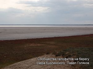 Сообщество галофитов побережья озера Бурлинского