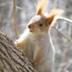 Фотовыставка «Живая природа Алтая» Фотовыставка «Живая природа Алтая»