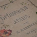 «История одного шедевра»: ботанические иллюстрации для любования и просвещения «История одного шедевра»: ботанические иллюстрации для любования и просвещения