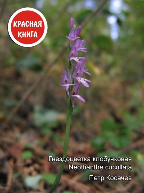 Старовозрастные сосны у села Кадниково