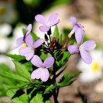 Долина реки Каменки